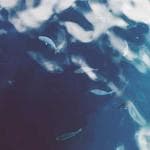 Valley Cannabis Club